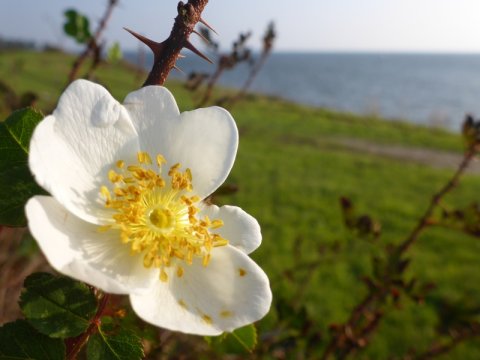 klitrose