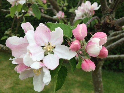 æbleblomst